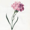 floralsynthesis